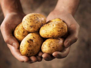 A pair of hands holding freshly harvested potatoes with some dirt still on them.